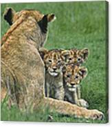 African Lion Cubs Study The Photographer Tanzania Canvas Print
