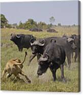 African Lion Evading Cape Buffalo Africa Canvas Print