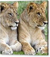 African Lion Juveniles Serengeti Np Canvas Print