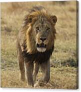 African Lion On Savanna Masai Mara Kenya Canvas Print