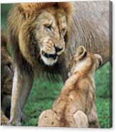 African Lion Panthera Leo And Cubs Canvas Print