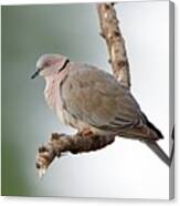 African Mourning Dove Canvas Print