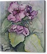 African Violets Canvas Print