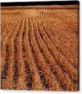 After The Harvest Canvas Print