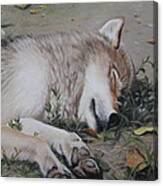 Afternoon Nap Canvas Print