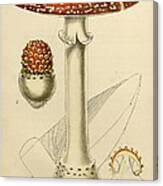 Agaricus Mushroom By Sowerby Canvas Print