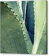 Agave Abstract Canvas Print