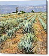 Agave Cactus Field In Mexico 3 Canvas Print