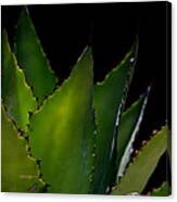 Agave Glow Canvas Print