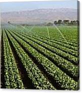 Agriculture - Field Of Mature Spinach Canvas Print