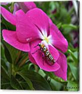 Ailanthus Webworm Moth Visiting My Garden Canvas Print