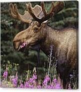 Alaska Moose Feeding On Fireweed Alaska Canvas Print