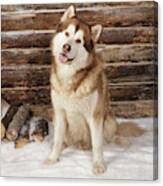 Alaskan Malamute Dog Canvas Print