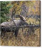 Alaskan Moose Canvas Print