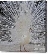 Albino Peacock Canvas Print