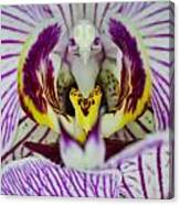Alien Moth Orchid Canvas Print