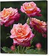 All-america Roses Canvas Print