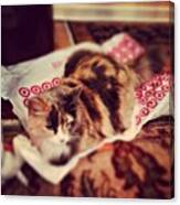 All Miss Kitty Got Was A #target Bag Canvas Print