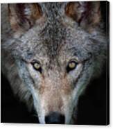 All The Better To See You - Timber Wolf Canvas Print