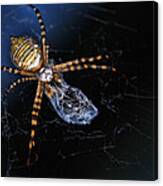 All Wrapped Up - Argiope Spider Canvas Print