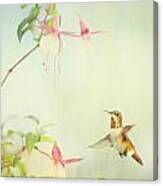 Allen's Hummingbird And Fuschia Canvas Print