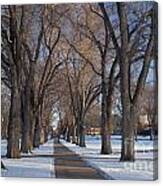 Alley Of Old Elm Trees At University Campus Canvas Print