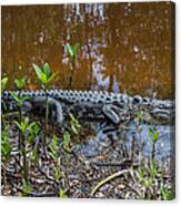 Alligator Canvas Print