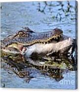 Alligator Catches Catfish Canvas Print