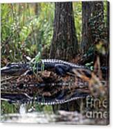 Alligator In Okefenokee Swamp Canvas Print