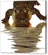 Alligator Making Eye Contact With You Canvas Print