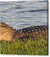 Alligator Smile Canvas Print