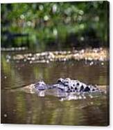 Alligator Swimming In Bayou 1 Canvas Print