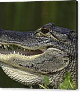Alligator With Mouth Open Canvas Print