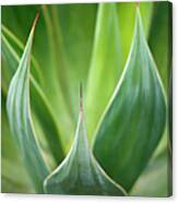 Aloe Vera Plant Canvas Print
