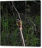 Amazon Bird 4 Canvas Print