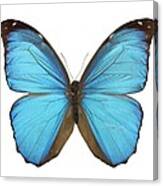 Amazonian Butterfly Canvas Print