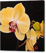 Amber Orchids Canvas Print