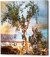 Amboy Shoe Tree Canvas Print