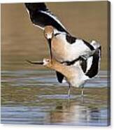 American Avocets Canvas Print