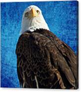 American Bald Eagle Blues Canvas Print