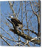 American Bald Eagle In Illinois Canvas Print