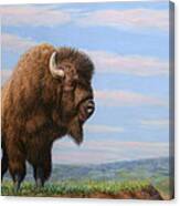 American Bison Canvas Print