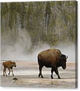 American Bison Mother And Calf Canvas Print