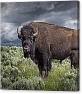 American Buffalo Or Bison In Yellowstone Canvas Print