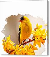 American Goldfinch Branch Of Forsythia Canvas Print