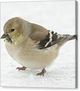 American Goldfinch In The Snow Canvas Print