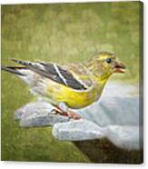 American Goldfinch On Birdbath Canvas Print