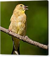 American Goldfinch Singing Canvas Print