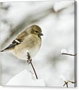 American Goldfinch Up Close Canvas Print