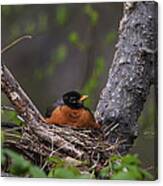 American Robin Canvas Print